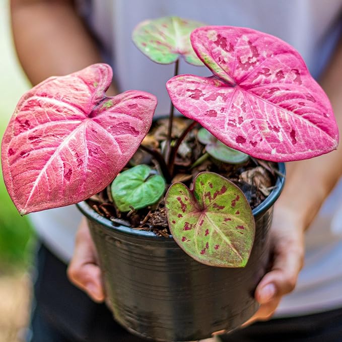 Gardenera Caladium Potting Mix - Unlock Robust Growth and Striking Leaf Color with Our High-Performance Formula - 20 Quart