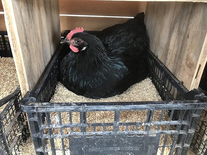 Premium Rice Hulls by Gardenera - Create Healthy and Resilient Plants Through Enhanced Aeration and Drainage - 20 QUARTS