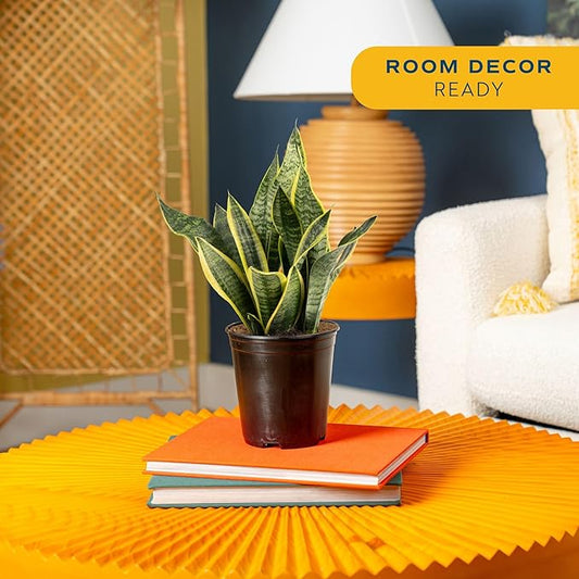 Costa Farms Sansevieria Grower's Choice Snake Live Indoor Plant, 12-Inches Tall, Grower Pot