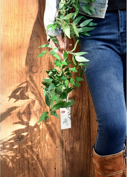 FiveSeasonStuff Artificial Natural Green Willow Garlands, Bendable Greenery Vine Leaves for Wedding Home Decoration (2 pcs, 11.8 feet)