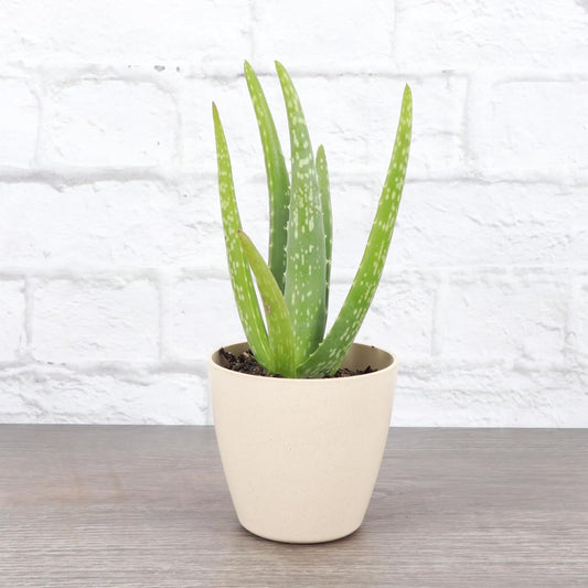 Thorsen's Greenhouse Aloe Vera, Live Indoor Plant, Aloe barbadensis, Easy to Grow, Succulent, Natural Air Purifier, 4" Diameter Pot (Natural)