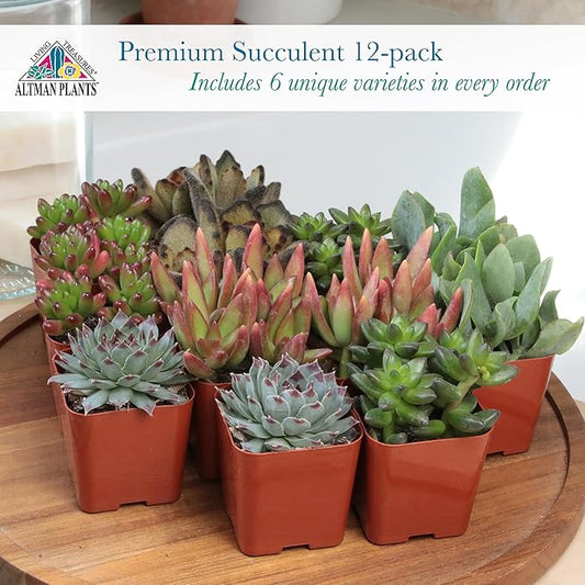 Altman Plants Deluxe Live Succulents (12 Pack), 6 Unique Varieties in Sets of 2, Assorted Colors & Shapes, Easy Plant Care, 2 in Pots