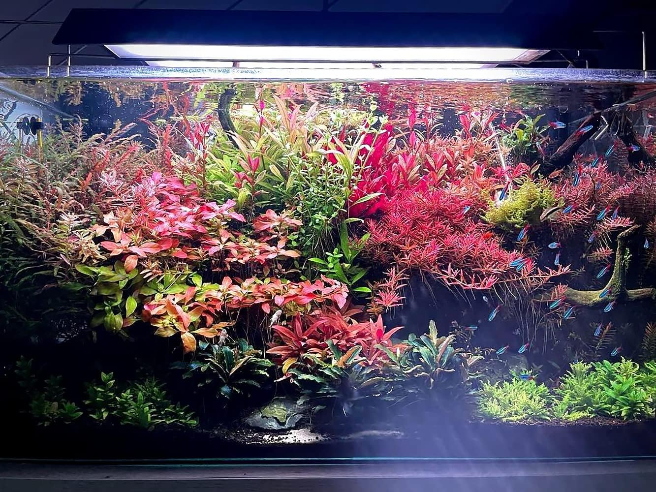 Live Aquarium Red Stem Plants - Freshwater Aquatic Plant for Fish Tanks, Aquascaping - (Lemon Bacopa Caroliniana, 4 Bunches)