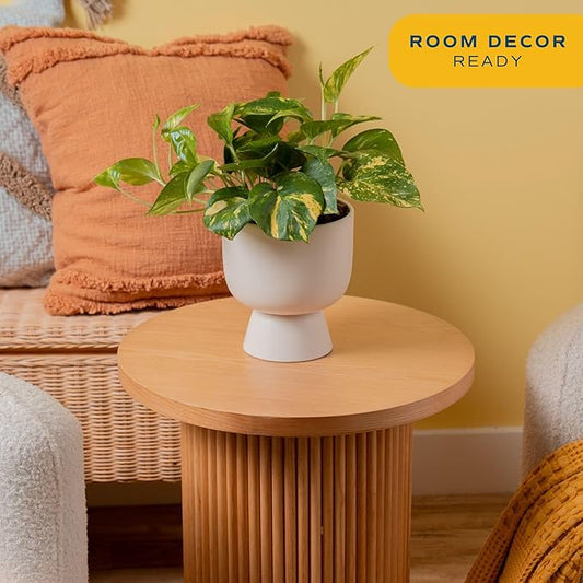 Costa Farms Golden Pothos Live Plant, Devil's Ivy in Decorative Pot, Easy to Maintain, Air Purifying Indoor Houseplant, Home, Room, or Office Decor, House Warming or Birthday Gift, 12-14 Inches Tall