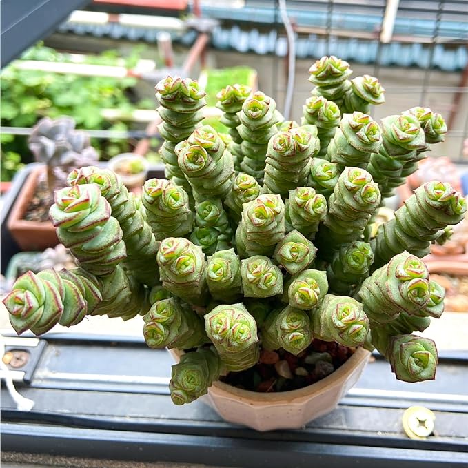 4" String of Buttons in Green Stripe Pot, Live Crassula 'Baby's Necklace' Trailing Succulent, Rare House Plant for Home Office Wedding Hanging Decoration, DIY Projects, Party Favor
