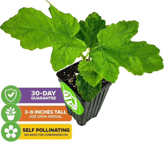 Lattarula Honey Fig (Italian Honey) Live Fig Plant - Ficus carica by Wellspring Gardens - Starter Plant for Your Garden and Patio - Grow Your Own Edible Fruit Tree