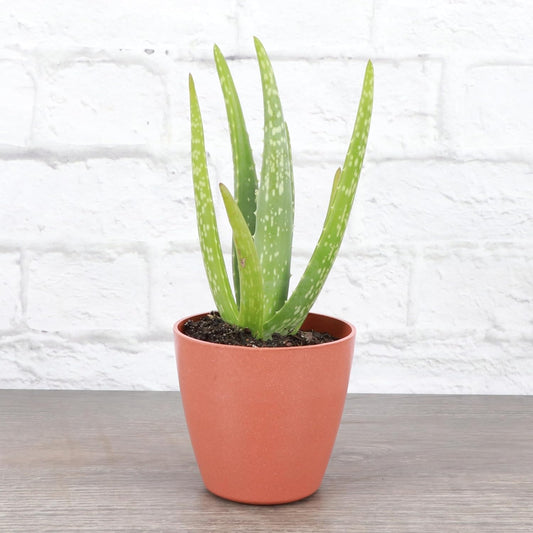 Thorsen's Greenhouse Aloe Vera, Live Indoor Plant, Aloe barbadensis, Easy to Grow, Succulent, Natural Air Purifier, 4" Diameter Pot (Terra Cotta)