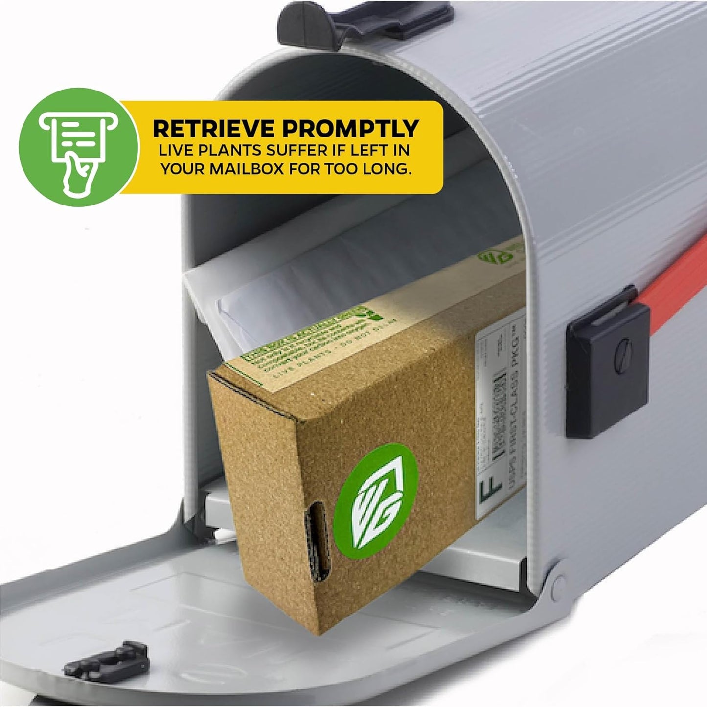 Coffee Live Plant - Coffea Arabica - Wellspring Gardens Starter Plant - Great for Gardeners & Coffee Lovers - Shrub Tree for Home Garden & Yard - Grow Your Own Coffee Beans - for Indoor or Outdoor