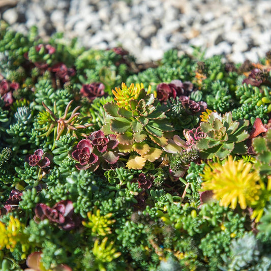 Sedum Tile, Live Sedum Succulent Planter, Stonecrop Plant Sedum Mat, Preplanted Succulent Sedum Carpet, Live Flowering Plants Sedum Planter, Sedum Plant Succulents Live Plant Wall by Plants for Pets