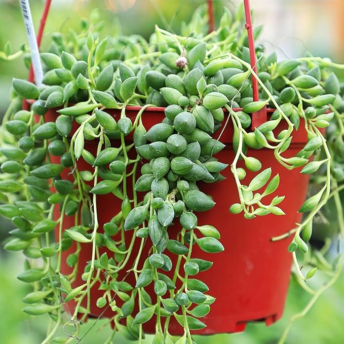 Mountain Crest Gardens Trailing & Strings Succulent Pack - 12 Live Plants in 2 Inch Pots - Real Succulents for Hanging Planters, Home Decor, and DIY Arrangements