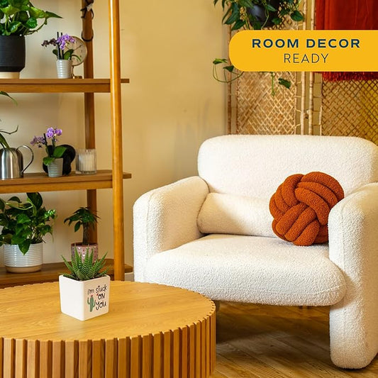 Costa Farms Haworthia Live Plant in Decorative Pot, Easy to Maintain Succulent Indoor Houseplant, Perfect for Home, Room, or Office Decor, Great House Warming or Birthday Gift, 2.75-6 Inches Tall