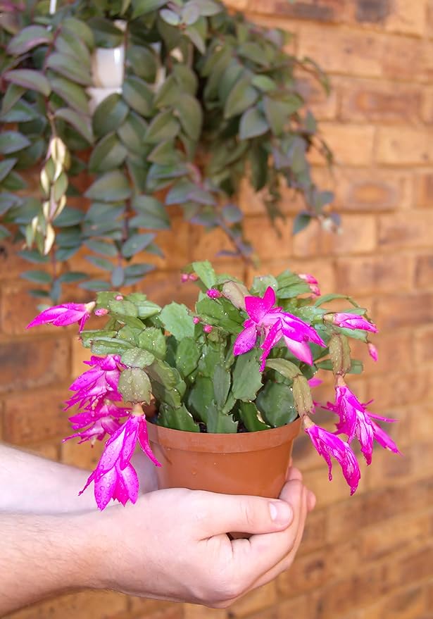 Christmas Cactus - 5 Live Plants in 4 Inch Pots - Schlumbergera Bridgesii - Beautiful Indoor Tropical Succulent