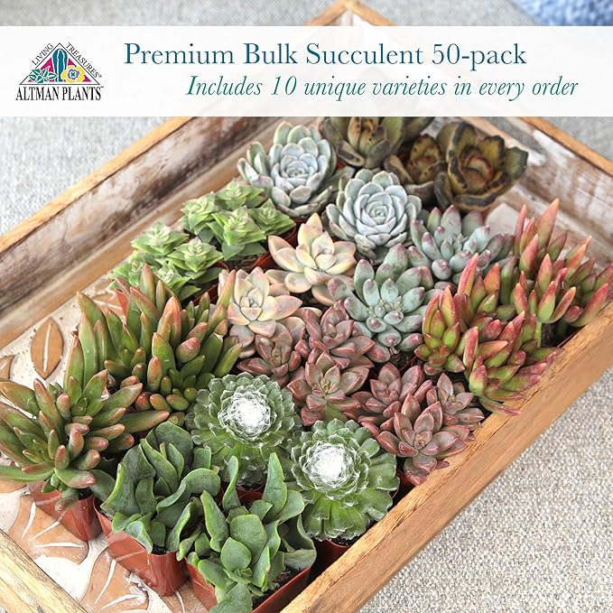 Altman Plants Premium Bulk Succulent Plants (50 Pack), 5 Unique Live Succulents in Sets of 10, Assorted Colors & Shapes, 2 in Pots