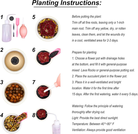 Lithops Random Mix Rare Live Succulent Plants, 30/50/100 Pcs Succulent Live Plant, Bare Root Without Pot & Soil, Indoor Office, Friend Plant Lovers Gifts