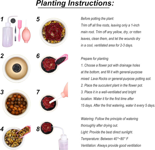 Lithops Large Random Mix Rare Live Succulent Plants, 30/50/100 Pcs 3 Years Bulk Succulent Live Plant, Bare Root Without Pot Soil, Garden Indoor, Plant Lover Gifts