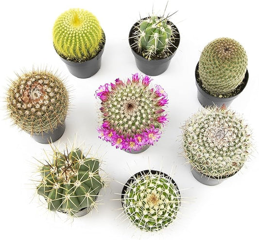 Altman Plants, Assorted Cactus Plants Live Cactus Decor (8PK), Cactus Plant Live Succulents Plants Live in Cactus Soil Potting Mix, Live Cacti Plants Live Succulent Plants Live Plants in Cactus Pot