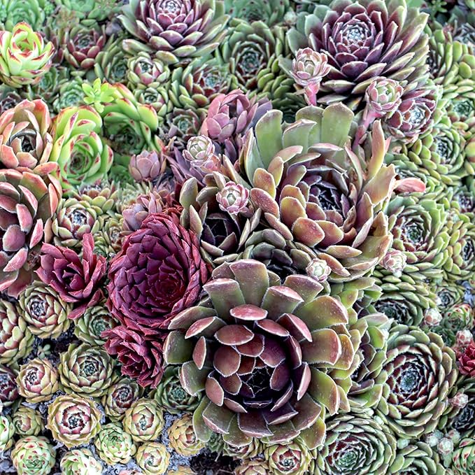 Mountain Crest Gardens Sempervivum Succulent Variety Pack - 12 Hardy Live Rosette Plants, No Repeats, Rooted in 2 Inch Pots - Succulents for Rock Gardens, Containers, DIY Displays