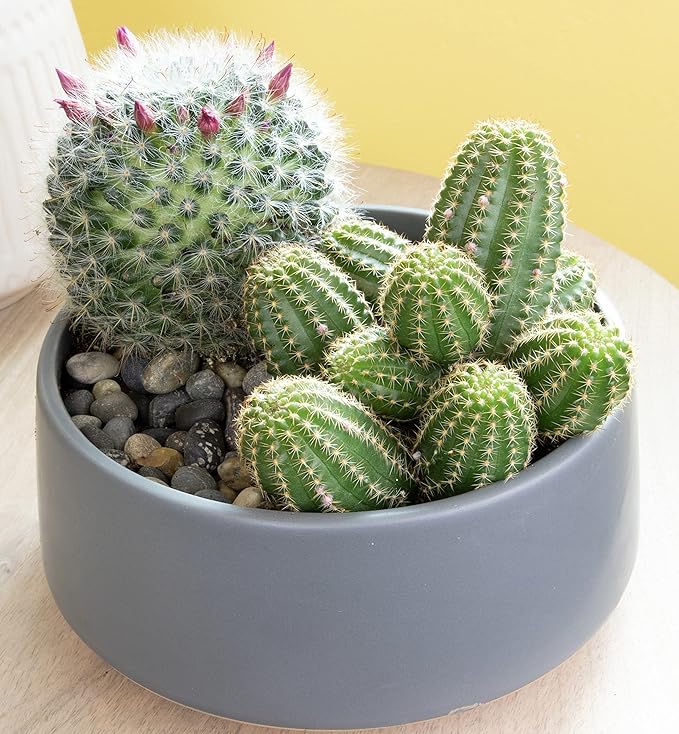 Altman Plants, Assorted Cactus Plants Live Plants (3PK), Cactus Plant Live Succulents Plants Live Cactus Decor, Indoor Plants Live House Plants in Cactus Soil, Live Cacti Plants Live Succulent Plants