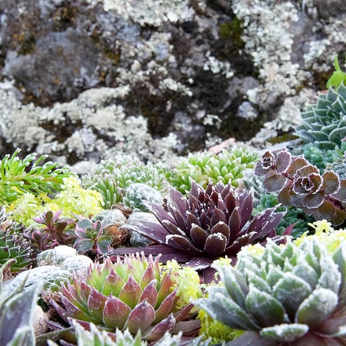 Mountain Crest Gardens Hardy Succulent Variety Pack - 6 Frost-Tolerant Live Plants, Rooted in 2 Inch Pots - Real Outdoor Succulents for Rock Gardens, Landscaping, DIY Arrangements