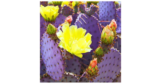 Purple Prickly Pear Cactus – Colorful Desert Charm