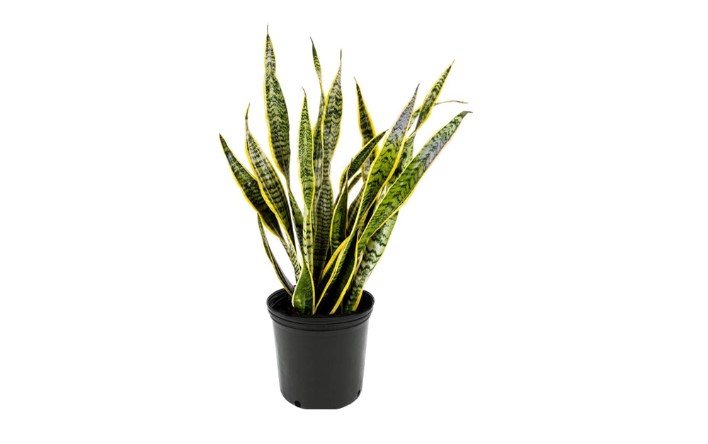 American Snake Plant in 10” Pot – Easy Indoor Greenery