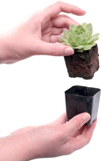 Mountain Crest Gardens Hardy Succulent Variety Pack - 20 Frost-Tolerant Live Plants, Rooted in 2 Inch Pots - Real Outdoor Succulents for Rock Gardens, Landscaping, DIY Arrangements