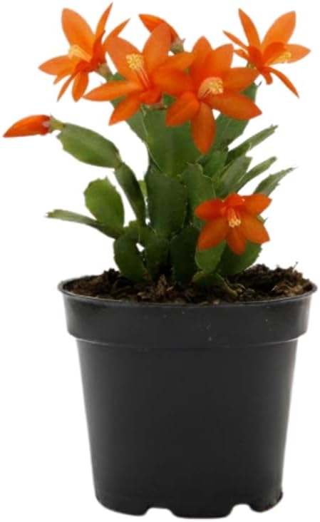 Orange Christmas Cactus Plants Live in 2 Inch Pot, Vibrant Christmas Cactus Blooms, Perennial Holiday Cactus Plant Flower Succulent Houseplant