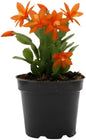 Orange Christmas Cactus Plants Live in 2 Inch Pot, Vibrant Christmas Cactus Blooms, Perennial Holiday Cactus Plant Flower Succulent Houseplant