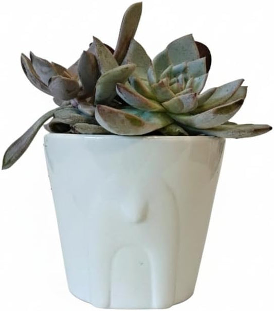 Live Succulents Plant in 4" White Reindeer Head Ceramic Pot Ideas 2025, for Plant Lover, Gifts for Coworkers/Neighbors/Best Friends