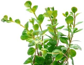 Live Aquarium Stem Plants - Freshwater Aquatic Plant for Fish Tanks, Aquascaping - (Rotala Ceylon, 1 Bunch)