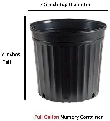 Sunshine Dwarf Ligustrum - Live Plant - Full Gallon Pot