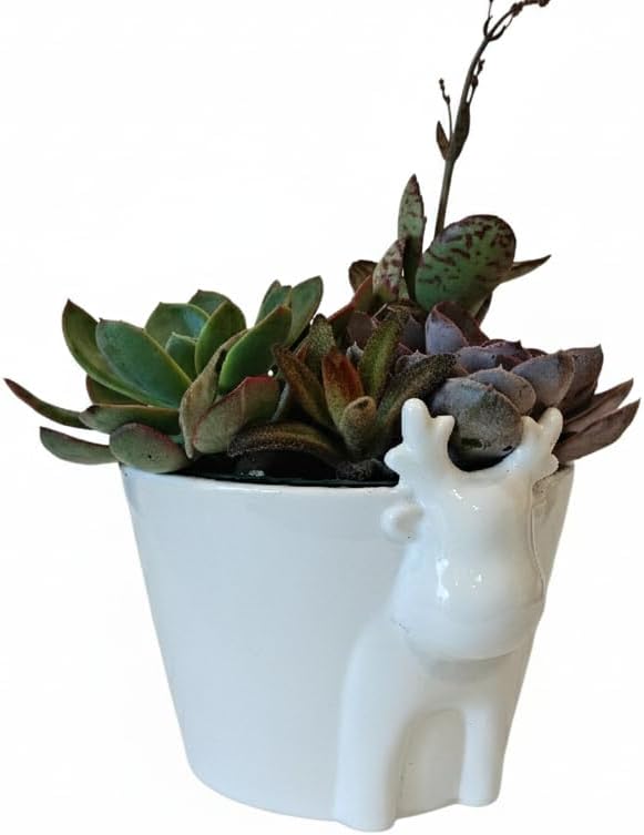 Live Succulents Plant in 6" White Reindeer Head Ceramic Pot Ideas 2025, for Plant Lover, Gifts for Wife, Mom, Grandmother