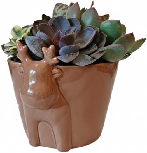 Live Succulents Plant in 6" Mocha Reindeer Head Ceramic Pot, Holiday Gifts Ideas 2025, Gift for Plant Lover, Xmas Decoration Items
