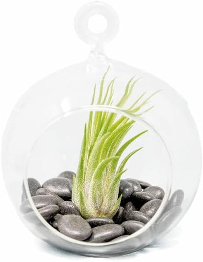 Stunning Flat Bottom Globe Plant Terrarium Kit - Small Assorted Air Plant and Black Stones in Propagation Jar - Home and Garden Decor Plants Pot - Easy Care Indoor and Outdoor Plants Vase