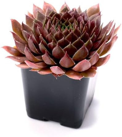 Mountain Crest Gardens Hardy Succulent Variety Pack - 20 Frost-Tolerant Live Plants, Rooted in 2 Inch Pots - Real Outdoor Succulents for Rock Gardens, Landscaping, DIY Arrangements