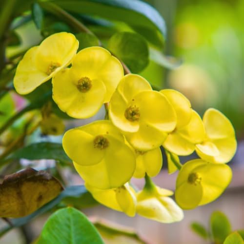 Hardy Crown of Thorn Live Plant, Yellow Euphorbia Milii Tree, 1 Year Old Plant, 5-10 Inches in Tall, No Pot, Indoor Outdoor Décor Succulent Cactus