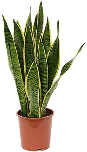 American Plant Exchange Snake Plant – Medium 6-Inch Pot Yellow Sansevieria Trifasciata, Drought-Tolerant, Air-Purifying Live Houseplant for Home, Office, or Outdoor Patio Garden Décor
