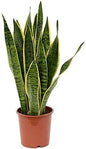 American Plant Exchange Snake Plant – Medium 6-Inch Pot Yellow Sansevieria Trifasciata, Drought-Tolerant, Air-Purifying Live Houseplant for Home, Office, or Outdoor Patio Garden Décor
