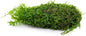 Live Aquarium Plants on Driftwood, Lava Rock, Moss, Fiber Mat - Freshwater Fish Tanks - Easy, Beginner Friendly (Christmas Moss on Clay)