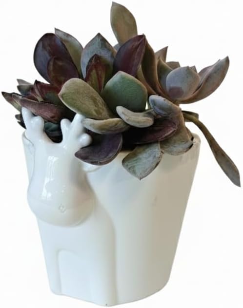 Live Succulents Plant in 4" White Reindeer Head Ceramic Pot Ideas 2025, for Plant Lover, Gifts for Coworkers/Neighbors/Best Friends