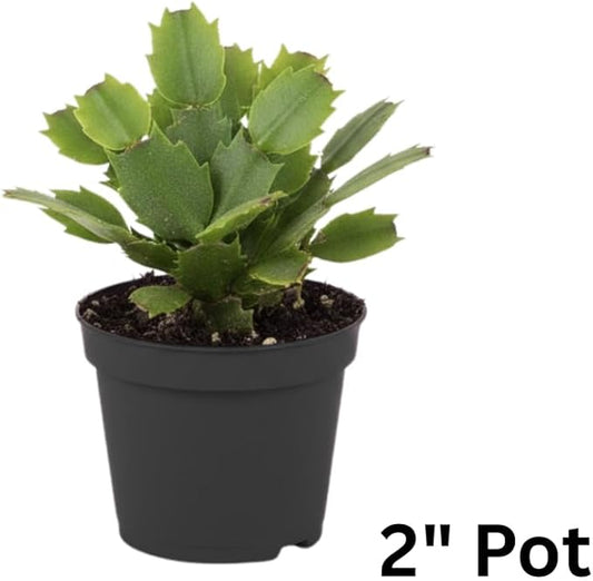 Orange Christmas Cactus Plants Live in 2 Inch Pot, Vibrant Christmas Cactus Blooms, Perennial Holiday Cactus Plant Flower Succulent Houseplant