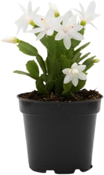 White Christmas Cactus Plants Live in 2 Inch Pot, Vibrant Christmas Cactus Blooms, Perennial Holiday Cactus Plant Flower Succulent Houseplant