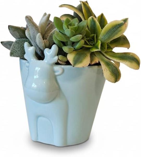 Live Succulents Plant in 4" Mint Reindeer Head Ceramic Pot Ideas 2025, for Plant Lover, Gifts for Dad, Boyfriend, Grandfather