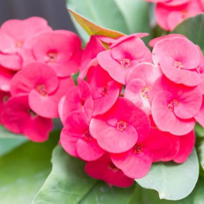 Hardy Crown of Thorn Live Plant, Pink Euphorbia Milii Tree, 1 Year Old Plant, 5-10 Inches in Tall, No Pot, Indoor Outdoor Décor Succulent Cactus