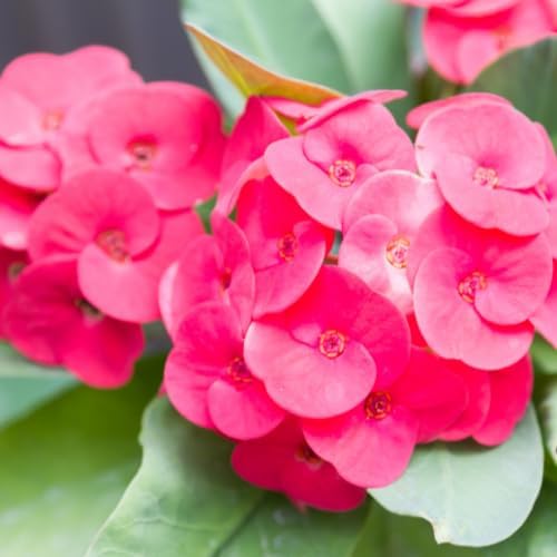 Hardy Crown of Thorn Live Plant, Pink Euphorbia Milii Tree, 1 Year Old Plant, 5-10 Inches in Tall, No Pot, Indoor Outdoor Décor Succulent Cactus