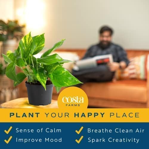 Costa Farms Golden Pothos Live Plant, Easy Care Indoor House Plant in Grower's Pot, Potting Soil, Great for Outdoor Hanging Planter or Basket, Housewarming Gift, Desk Decor, Room Decor, 10-Inches Tall