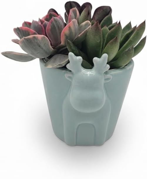 Live Succulents Plant in 4" Mint Reindeer Head Ceramic Pot Ideas 2025, for Plant Lover, Gifts for Dad, Boyfriend, Grandfather