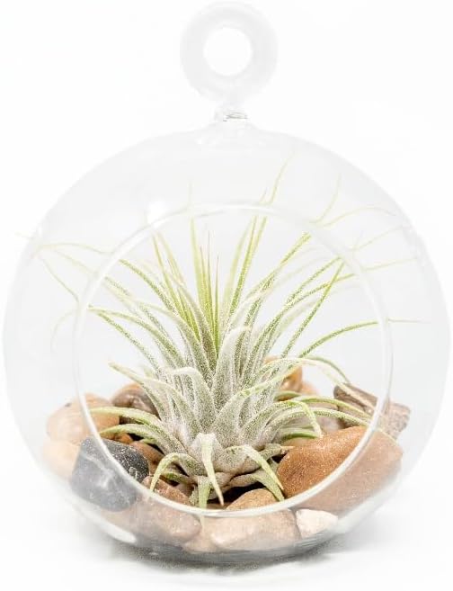 Stunning Flat Bottom Globe Plant Terrarium Kit - Small Assorted Air Plant, Beige Stones in Propagation jar - Home and Garden Decor Plant Pot - Easy Care Indoor and Outdoor Plant Vase