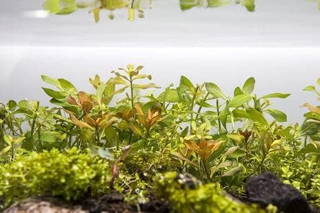 Live Aquarium Stem Plants - Freshwater Aquatic Plant for Fish Tanks, Aquascaping - (Needle Leaf Ludwigia Arcuata, 4 Bunches)