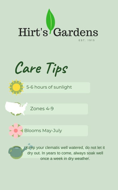 Yellow Trumpet Vine Plant - Campsis radicans - Flava - 2.5" Pot